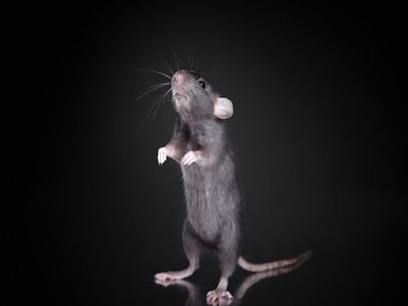 Mastering Pest Control for Rats: Expert Tips